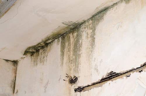 How Quickly Can Mold Grow After a Swamp Cooler Leak by Rocky Mountain Roofing Services YES